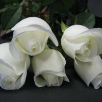 white-rose.jpg