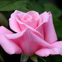 pink-rose.jpg