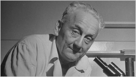 Albert-Szent-Gyorgyi.jpg