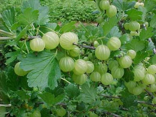 Indian_gooseberry.jpg