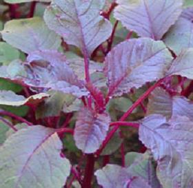 Amaranth(Chinese_spinach).jpg