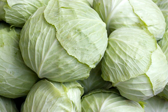 Cabbage.jpg