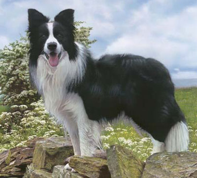 border-collie1.jpg