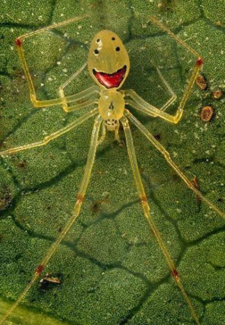 happy-spider.jpg