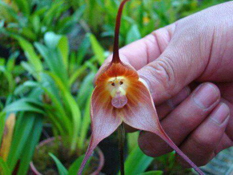 orchid-monkey-face.jpg